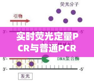 實時熒光定量PCR與普通PCR：技術(shù)差異與應(yīng)用比較