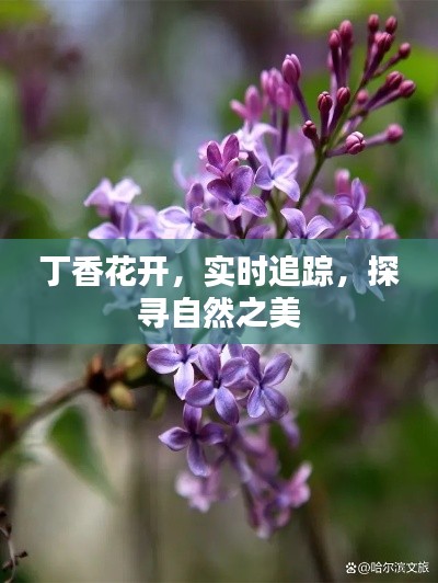 丁香花開，實時追蹤，探尋自然之美