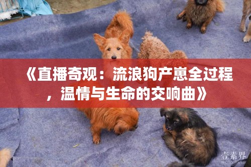 《直播奇觀：流浪狗產(chǎn)崽全過程，溫情與生命的交響曲》