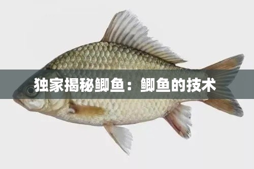 獨(dú)家揭秘鯽魚：鯽魚的技術(shù) 