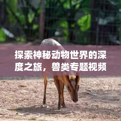 探索神秘動物世界的深度之旅，獸類專題視頻獨家呈現(xiàn)