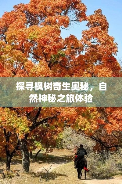 探尋楓樹奇生奧秘，自然神秘之旅體驗