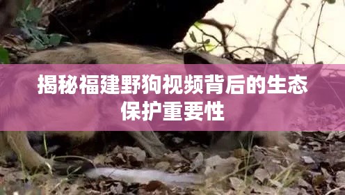 揭秘福建野狗視頻背后的生態(tài)保護(hù)重要性