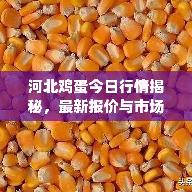 河北雞蛋今日行情揭秘，最新報價與市場深度分析