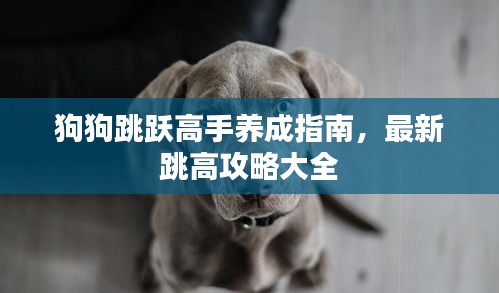狗狗跳躍高手養(yǎng)成指南，最新跳高攻略大全