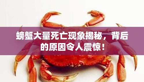 螃蟹大量死亡現(xiàn)象揭秘，背后的原因令人震驚！
