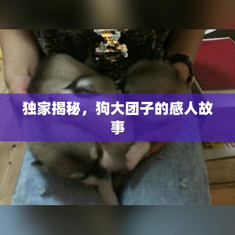 獨(dú)家揭秘，狗大團(tuán)子的感人故事
