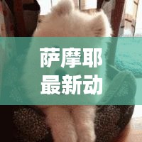 薩摩耶最新動(dòng)態(tài)，今日頭條獨(dú)家報(bào)道