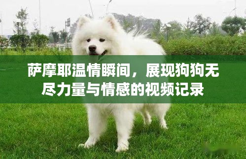 薩摩耶溫情瞬間，展現(xiàn)狗狗無盡力量與情感的視頻記錄