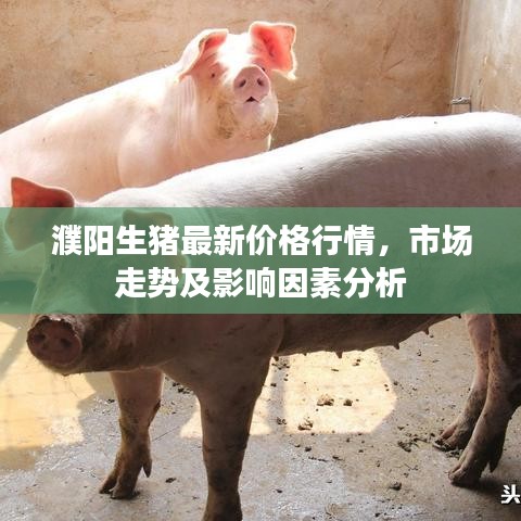 濮陽生豬最新價(jià)格行情，市場走勢及影響因素分析