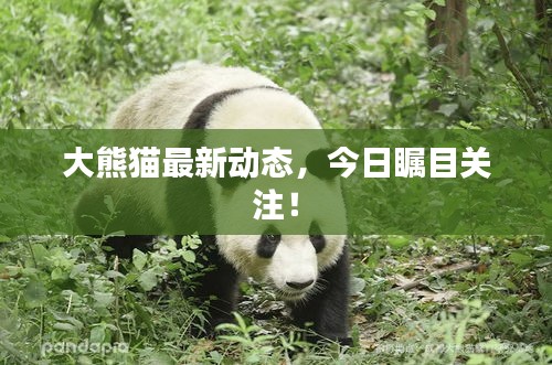 大熊貓最新動(dòng)態(tài)，今日矚目關(guān)注！