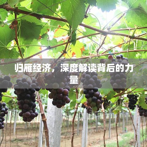 歸雁經(jīng)濟(jì)，深度解讀背后的力量