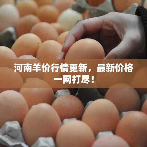 河南羊價行情更新，最新價格一網(wǎng)打盡！