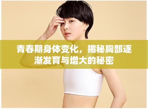青春期身體變化，揭秘胸部逐漸發(fā)育與增大的秘密