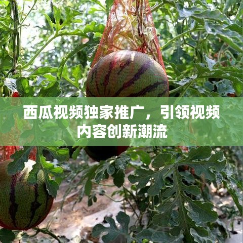 西瓜視頻獨家推廣，引領視頻內容創(chuàng)新潮流