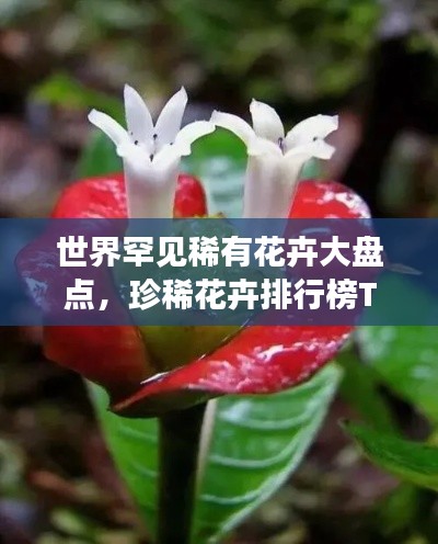 世界罕見(jiàn)稀有花卉大盤點(diǎn)，珍稀花卉排行榜TOP未知