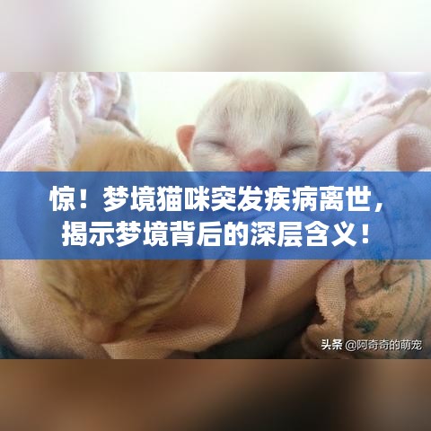 驚！夢境貓咪突發(fā)疾病離世，揭示夢境背后的深層含義！