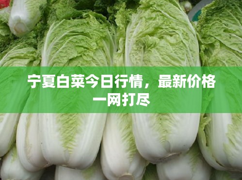 寧夏白菜今日行情，最新價格一網(wǎng)打盡