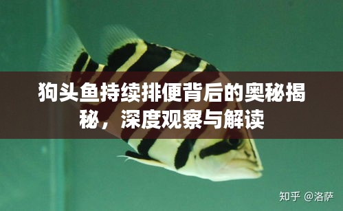 狗頭魚持續(xù)排便背后的奧秘揭秘，深度觀察與解讀