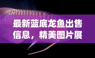 最新藍(lán)底龍魚(yú)出售信息，精美圖片展示，不容錯(cuò)過(guò)！