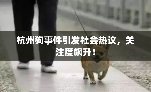 杭州狗事件引發(fā)社會熱議，關注度飆升！