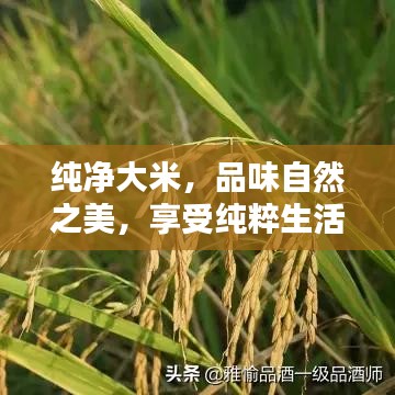 純凈大米，品味自然之美，享受純粹生活之選！