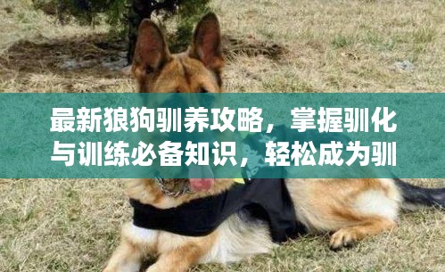 最新狼狗馴養(yǎng)攻略，掌握馴化與訓(xùn)練必備知識(shí)，輕松成為馴狗高手！