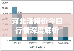 河北活豬價今日行情深度解析