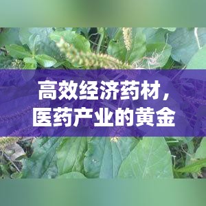 高效經(jīng)濟(jì)藥材，醫(yī)藥產(chǎn)業(yè)的黃金支柱，未來(lái)發(fā)展?jié)摿o(wú)限！