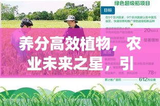 養(yǎng)分高效植物，農(nóng)業(yè)未來(lái)之星，引領(lǐng)綠色革命新希望