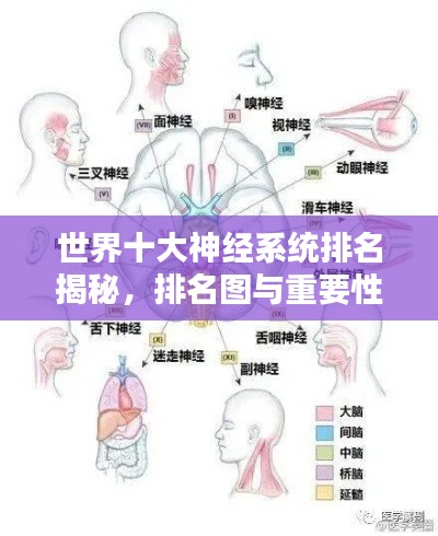 世界十大神經(jīng)系統(tǒng)排名揭秘，排名圖與重要性解析