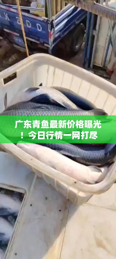 廣東青魚(yú)最新價(jià)格曝光！今日行情一網(wǎng)打盡