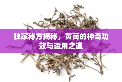 獨(dú)家秘方揭秘，黃芪的神奇功效與運(yùn)用之道
