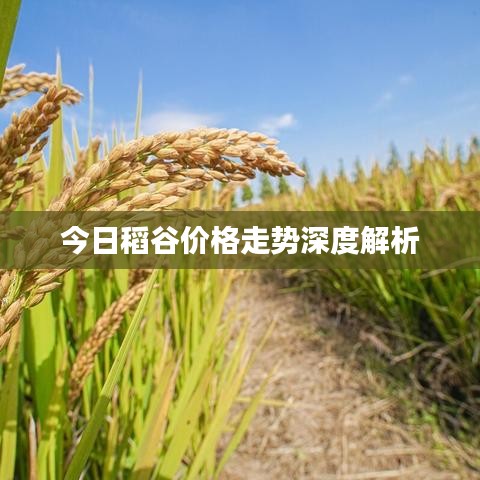 今日稻谷價(jià)格走勢深度解析