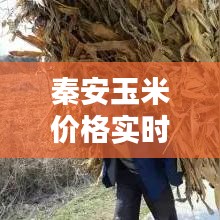 秦安玉米價(jià)格實(shí)時(shí)更新，今日最新動(dòng)態(tài)