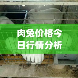 肉兔價(jià)格今日行情分析，最新市場(chǎng)動(dòng)態(tài)揭秘