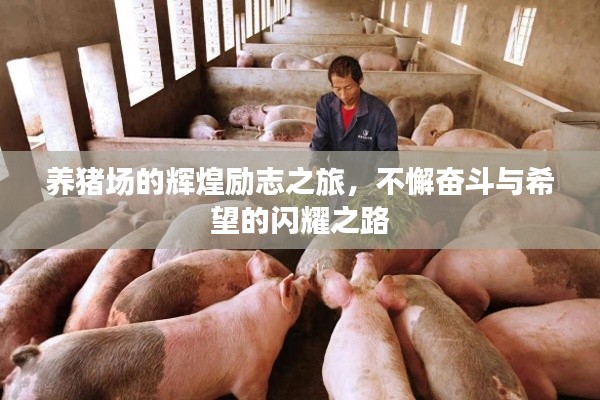 養(yǎng)豬場的輝煌勵志之旅，不懈奮斗與希望的閃耀之路
