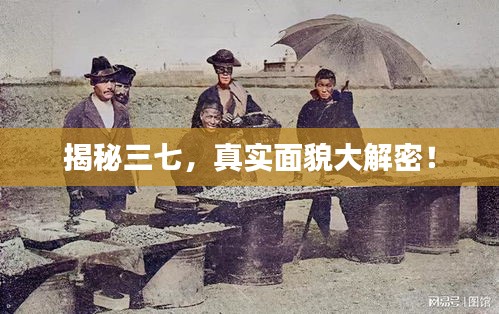 揭秘三七，真實(shí)面貌大解密！