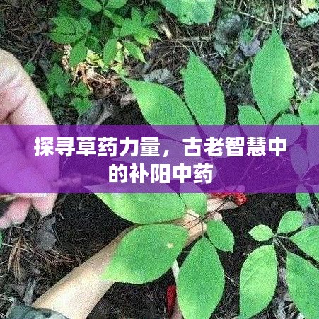 探尋草藥力量，古老智慧中的補(bǔ)陽(yáng)中藥