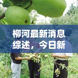 柳河最新消息綜述，今日新聞一覽