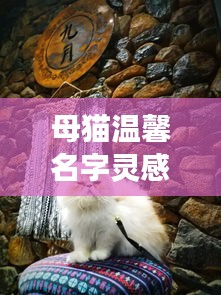 母貓溫馨名字靈感大搜羅——百度精選之旅