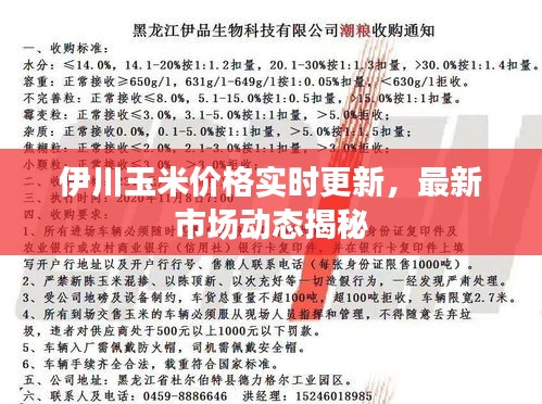 伊川玉米價(jià)格實(shí)時(shí)更新，最新市場動態(tài)揭秘