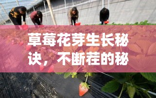 草莓花芽生長(zhǎng)秘訣，不斷茬的秘密與農(nóng)業(yè)實(shí)踐探索