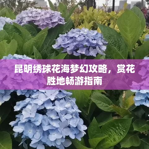 昆明繡球花海夢幻攻略，賞花勝地暢游指南