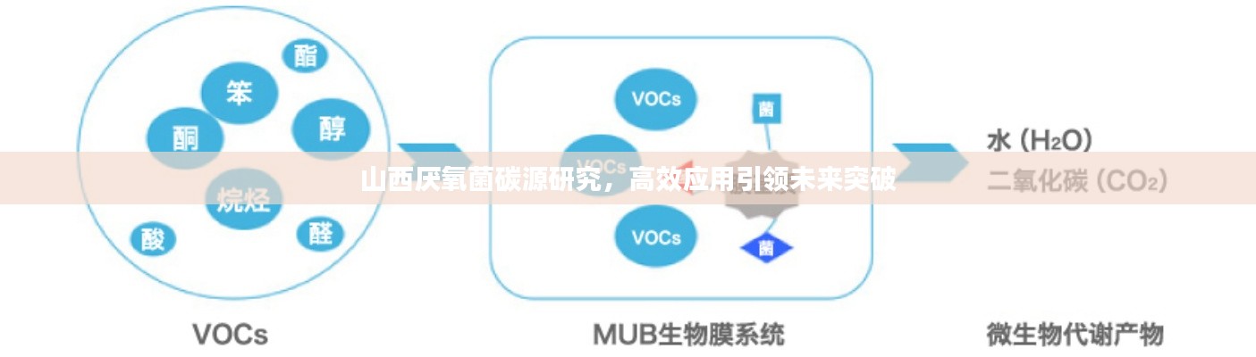 山西厭氧菌碳源研究，高效應(yīng)用引領(lǐng)未來突破
