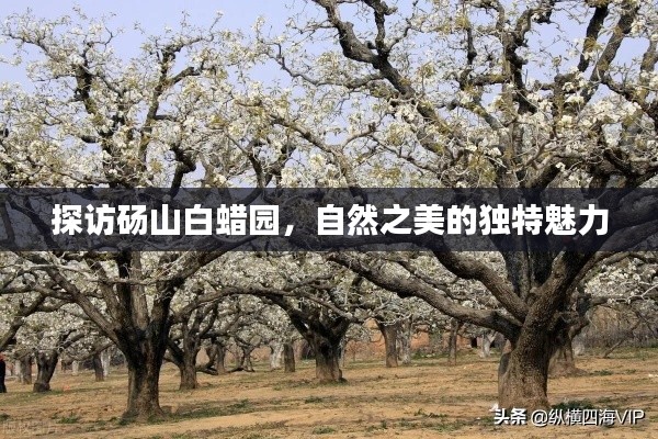 探訪碭山白蠟園，自然之美的獨(dú)特魅力