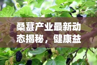 桑葚產(chǎn)業(yè)最新動(dòng)態(tài)揭秘，健康益處引領(lǐng)潮流，探索桑葚頭條新聞！