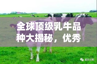 全球頂級(jí)乳牛品種大揭秘，優(yōu)秀乳牛品種排名榜單！