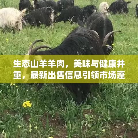 生態(tài)山羊羊肉，美味與健康并重，最新出售信息引領(lǐng)市場蓬勃發(fā)展