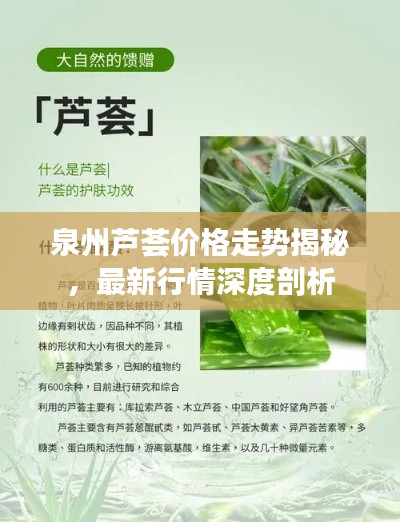 泉州蘆薈價格走勢揭秘，最新行情深度剖析